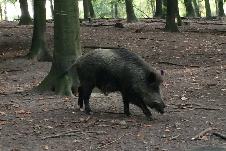 Wild | Wildschwein