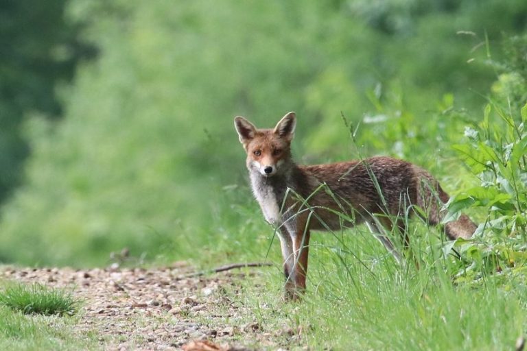 Wild | Fuchs