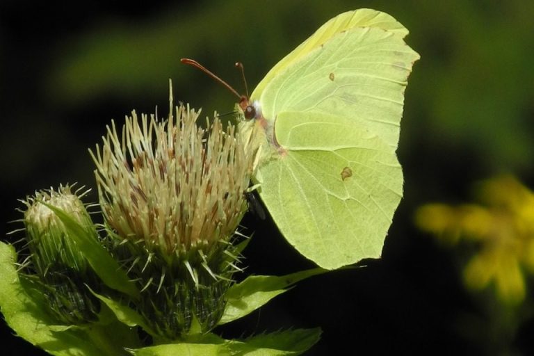 Wild | Insekten