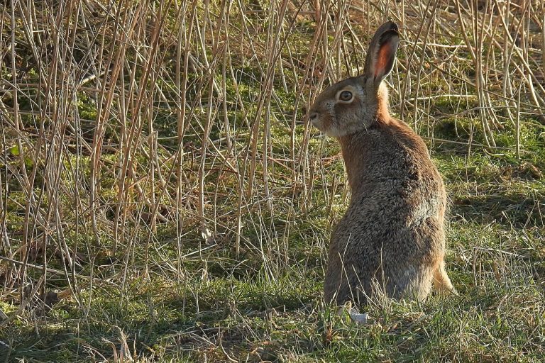 Wild | Hase